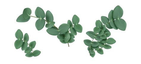 Eucalyptus Leaves And Branches, Botany, 3d, Essential PNG and Vector ...