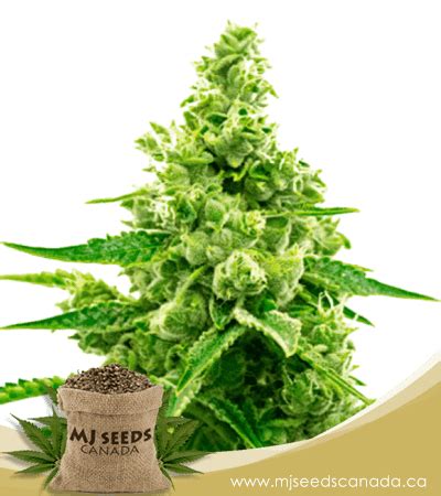 Maui Wowie Autoflowering Marijuana Seeds | MJ Seeds Canada