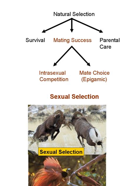 New Sexual Selection Pdf Sexual Selection Natural Selection