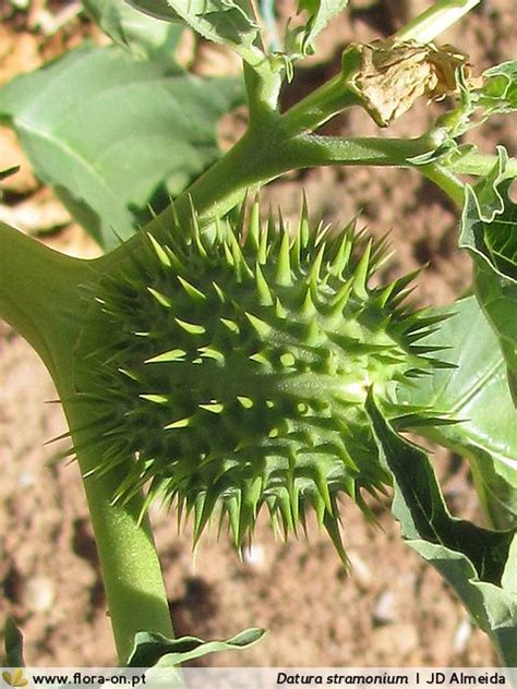 Datura Stramonium Biodiversidade A Seus Pés