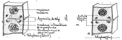 La Division Cellulaire Ou Mitose Et Les Chromosomes Er L Sunudaara