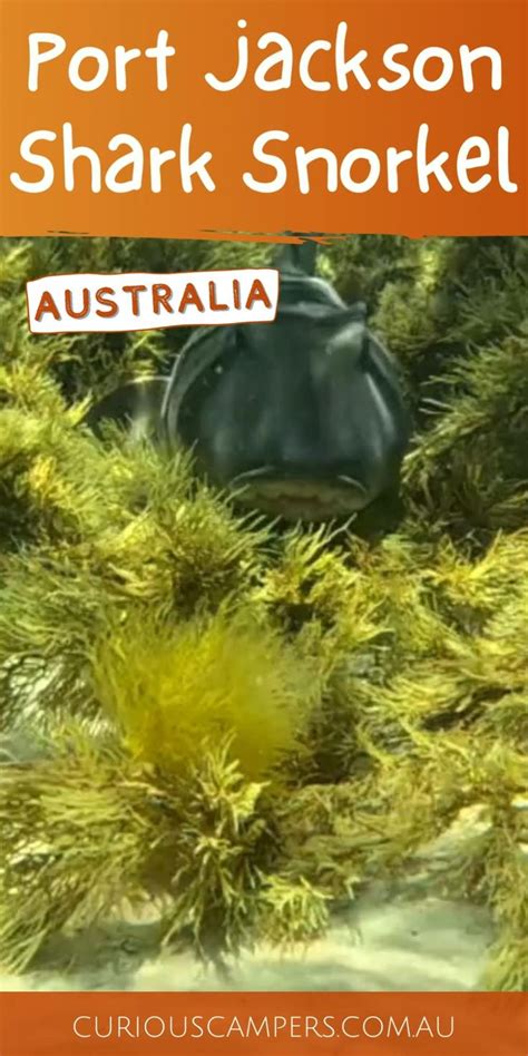 Snorkel Into Adventure With Port Jackson Sharks 🦈🌊 Video