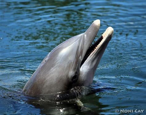 Bottlenose Dolphin | Noni Cay Photography