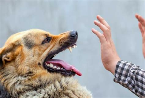 Penyakit Rabies Boleh Bawa Maut Jaga Jaga Kalau Kena Gigit