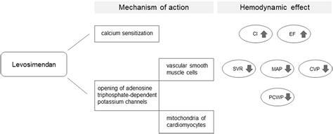 Descriptive figure illustrating mechanism of action and hemodynamic... | Download Scientific Diagram