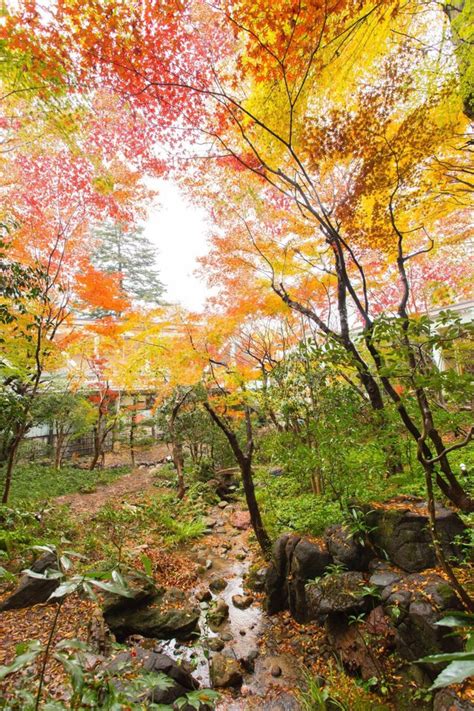 辻家庭園の紅葉画像3枚目 ｜紅葉名所2024