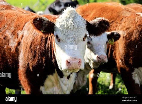 Hereford Cow Face Hi Res Stock Photography And Images Alamy