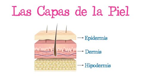 👋 Las Capas De La Piel 👋 Fácil Y Rápido BiologÍa Youtube