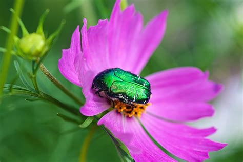 What is a June Bug? - Insectek Pest Solutions