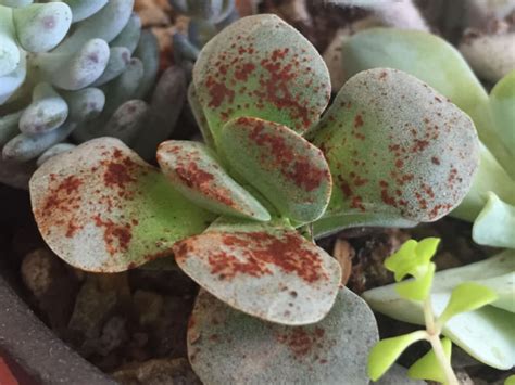 Brown Spots on Succulents - World of Succulents