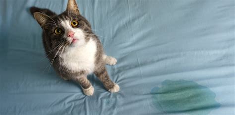 Help! Why Is My Cat Peeing on My Bed? - The Vets