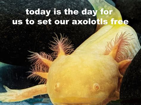 The Best 5 Axolotl Memes Funny - vanevcesz