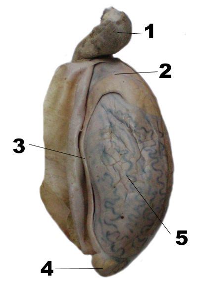 Testiculo De Lo Toros Pieza Conservada Atlas De Anatomia Del Toro