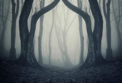 Amazon.com : LFEEY 5x3ft Misty Woods Background Gloomy Forest Bare ...