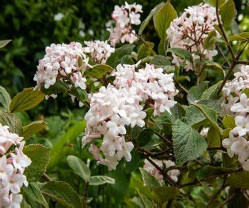 Best flowering hedges: 12 plants for beautiful boundaries | Homes & Gardens