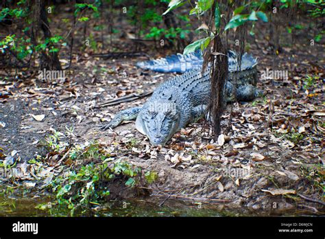 Australian Saltwater Crocodile Crocodylus Porosus In Forest Yellow