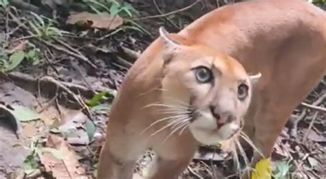 V Deo Mulher Encontra On A Parda Em Trilha Na Costa Rica E No Final