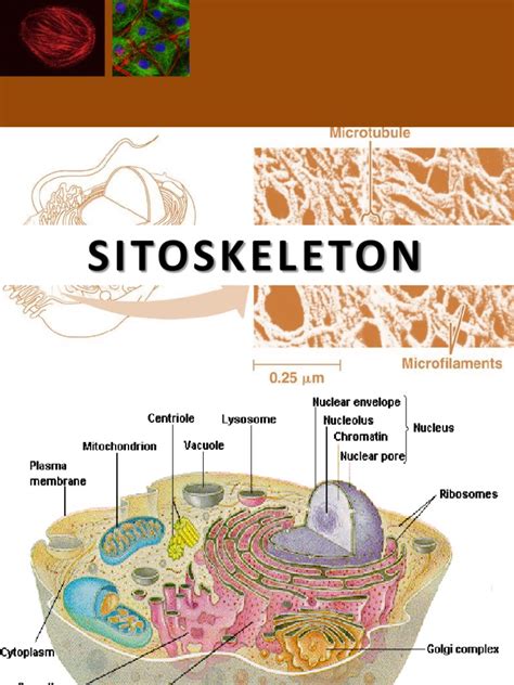 Biologi Sel 6 Sitoskeleton