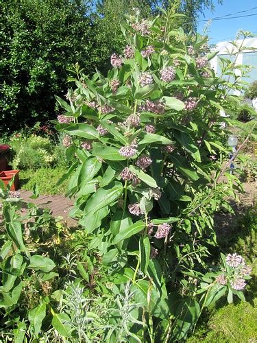 Showy Milkweed Asclepias Speciosa Edible Parts Flowers Flickr