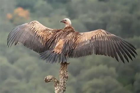 Griffon Vulture - Facts, Size, Diet, Pictures - All Animal Facts