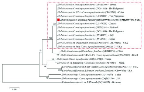 Phylogenetic Analysis Of E Canis Strains Identified In Cuba Based In