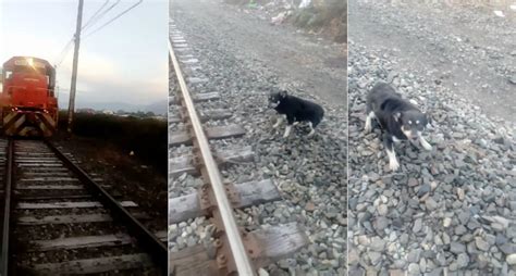 Maquinista Faz Paragem De Emergência Para Salvar Cão Preso à Linha