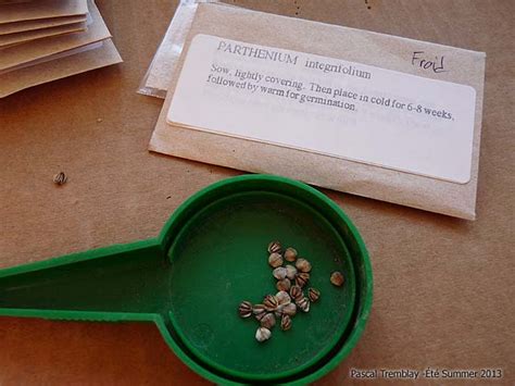 Seed Germination Indoor Cold Stratification Technique Stratify Seeds