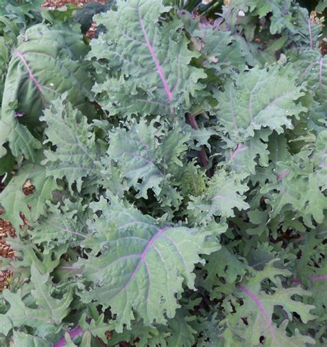 How To Grow Kale From Seed