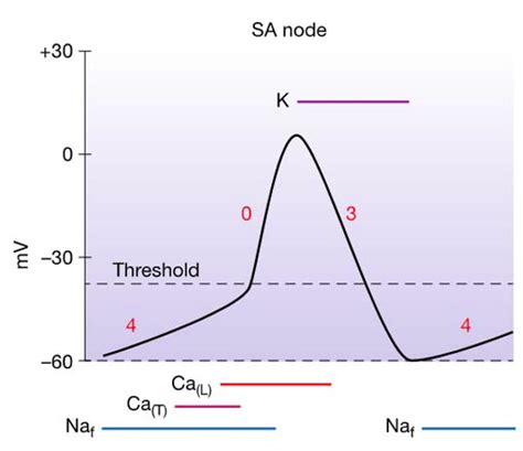 Repolarization Action Potential