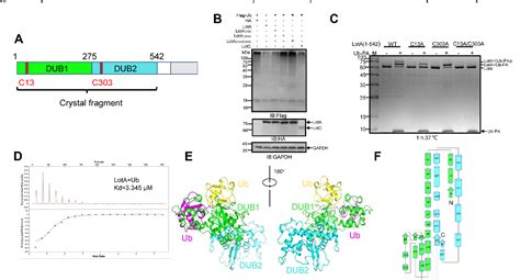 Figure From Structural Basis For The Dual Catalytic Activity Of The