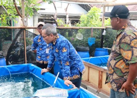 DKP Bantul Galakkan Demplot Pembesaran Lobster Laut Yogya Pos