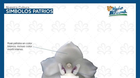 La Flor Del Espiritu Santo Panama