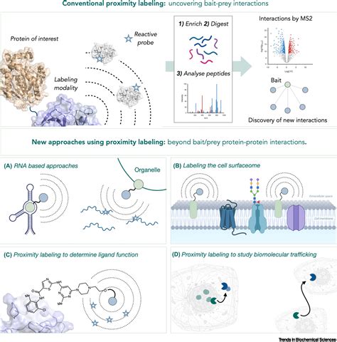 Creative Approaches Using Proximity Labeling To Gain New Biological