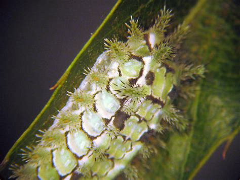 Spiny Oak Slug Caterpillar Euclea Delphinii Bugguidenet