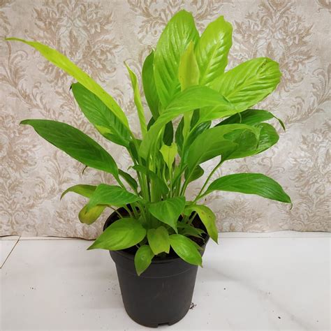 How To Care For Peace Lilies Spathiphyllum Nurserybuy