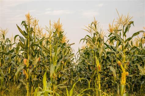 Premium Photo The Green Corn Stalks Are Popping Ears