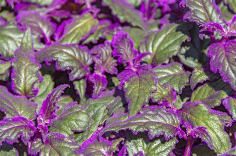 Purple Velvet Plants for Sale - Buying & Growing Guide - Trees.com