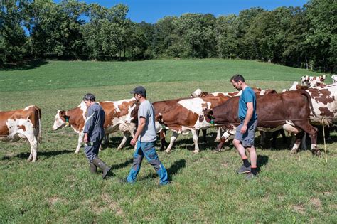 LA FERME DES BERTRAND Critique Du Film De Gilles Perret