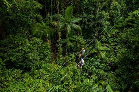 Daintree Tour Guided Rainforest Walking Tour Port Douglas