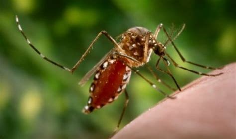 Viral Protein That Triggers Dengue Shock Identified Asian Scientist