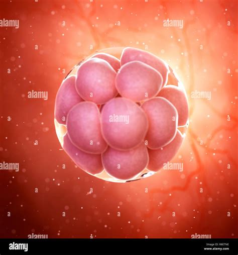 Illustration Of A Cell Stage Embryo Stock Photo Alamy