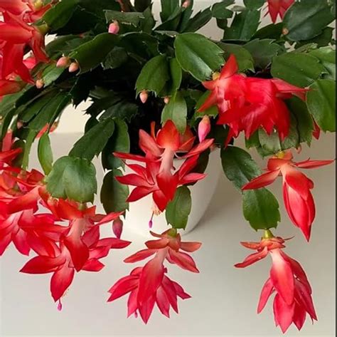 Red Thanksgiving Cactus Plant Live Schlumbergera Plant Red