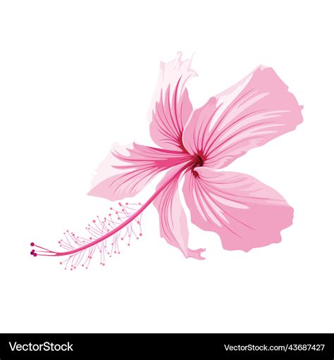 Exotic Pink Hibiscus Flower Isolated On White Vector Image