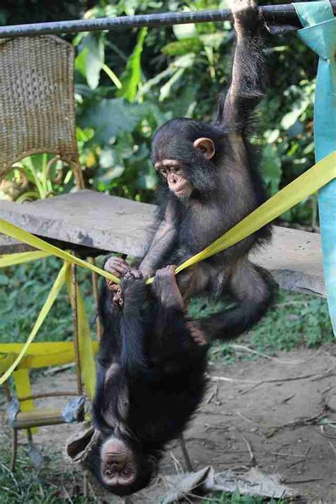 Baby Chimp Makes New Friends While He Waits To Reunite With Mom - The Dodo