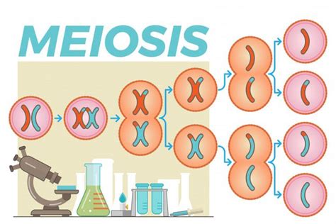 Mitosis Dan Meiosis Pengertian Perbedaan Tahap Pembelahan Sel Hot Sex