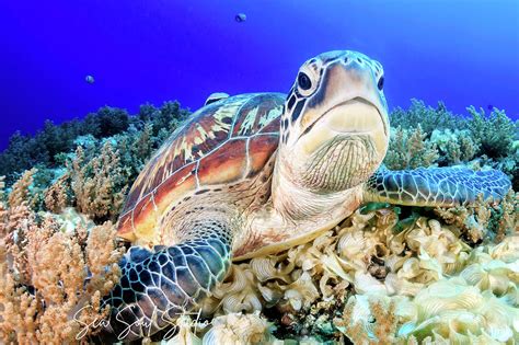 Hawksbill Sea Turtle Photograph By Tamera McPherson Pixels