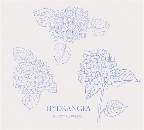 Hydrangea Logo Trendy Botanical Elements Hand Drawn Line Leaves And