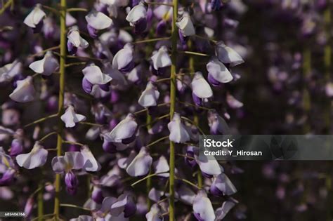 Purple Wisteria Flower Stock Photo - Download Image Now - Beauty, Clean ...