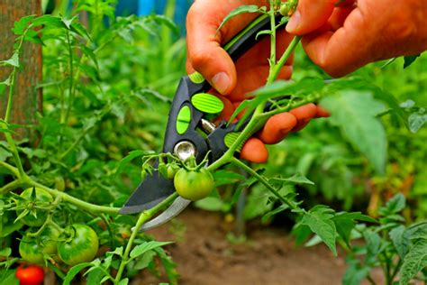 Quand Et Surtout Comment Tailler Vos Pieds De Tomates Pour Une R Colte