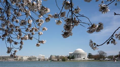 Mai Thai Wanderings: Cherry Blossom Festival in Washington D.C.